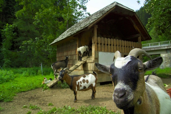 Apartment and Chalet  Apartment and Chalet