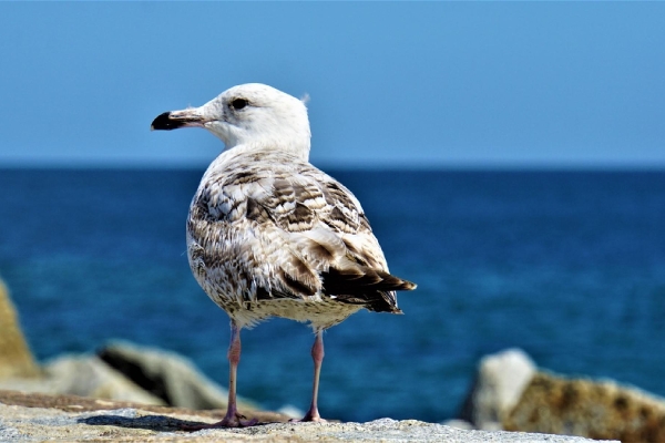 Miscellaneous © Pixabay/Mylene2401 Miscellaneous © Pixabay/Mylene2401