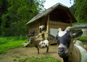 Apartment and Chalet  Apartment and Chalet