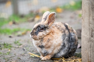 Apartment and Chalet  Apartment and Chalet